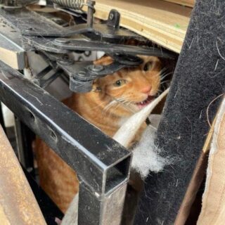 椅子に潜り込んだまま断捨離された猫