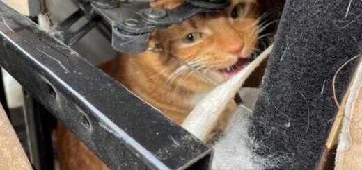 椅子に潜り込んだまま断捨離された猫