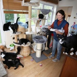 慈善団体「ファイリー・キャット・レスキュー（Filey Cat Rescue）」