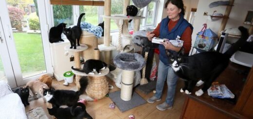 慈善団体「ファイリー・キャット・レスキュー(Filey Cat Rescue)」