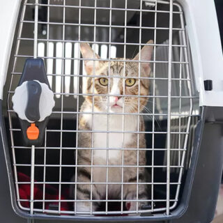 W杯イングランド代表選手と共に英国に移住することになったカタールの野良猫デイブ　