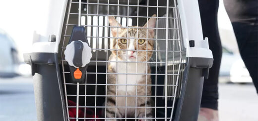 W杯イングランド代表選手と共に英国に移住することになったカタールの野良猫デイブ