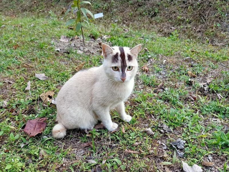 タイ発 まるでフクロモモンガ 鼻先から尻尾まで黒いラインが入ったレア模様のお猫さまが話題に ねこねこnews