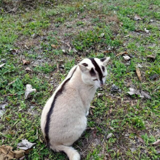 鼻から尻尾までつながった黒いラインの模様を持つタイの猫