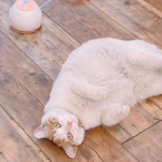 全自動ねこじゃらしがお気に入りのゴールドちゃん