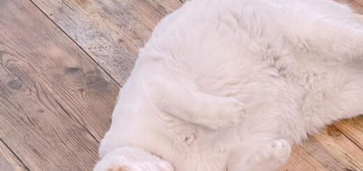 全自動ねこじゃらしがお気に入りのゴールドちゃん