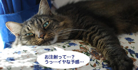 注射を嫌がるアンチョ先生