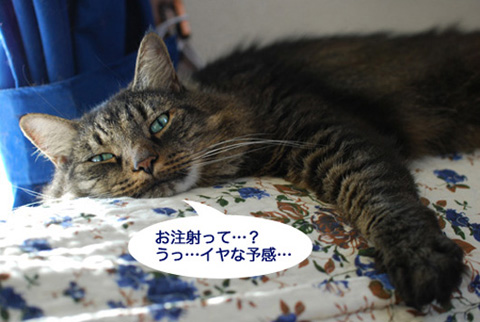 注射を嫌がるアンチョ先生