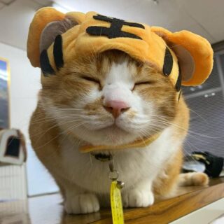 寅年コスプレの猫城主 さんじゅーろー