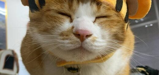 寅年コスプレの猫城主 さんじゅーろー