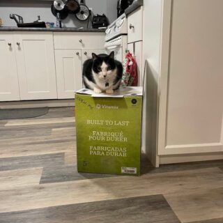 バイタミックスの箱がお気に入りの猫たち