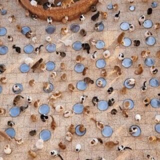 Ernesto’s Sanctuary for Cats in Syria