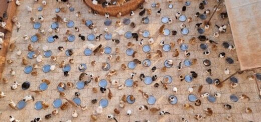 Ernesto’s Sanctuary for Cats in Syria