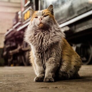 ネバダ北部鉄道博物館のダート君