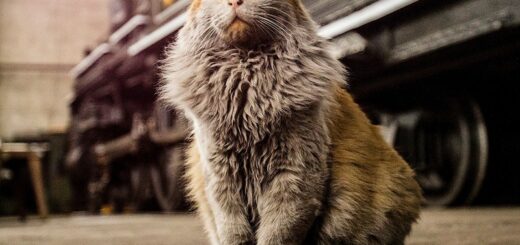 ネバダ北部鉄道博物館のダート君