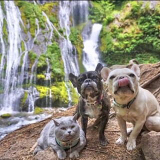 3frenchiesinapod