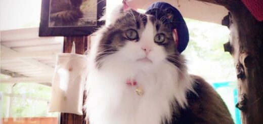 会津鉄道・芦ノ牧温泉駅らぶ駅長と名誉駅長ばすちゃんのツーショット