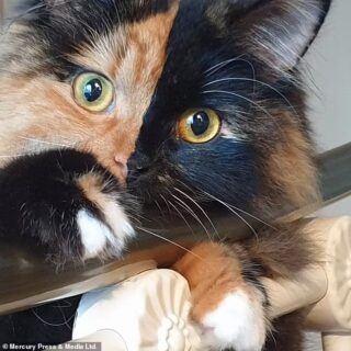 キメラ猫のルナちゃん