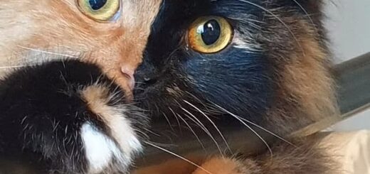 キメラ猫のルナちゃん