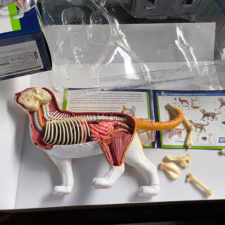 4D VISION 動物解剖シリーズ 猫