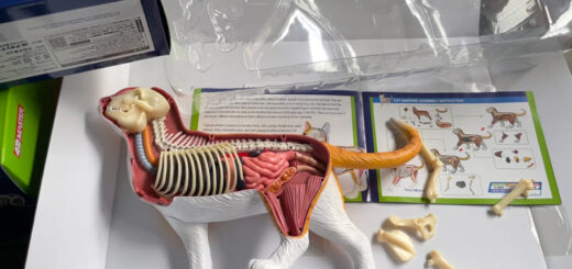 4D VISION 動物解剖シリーズ 猫