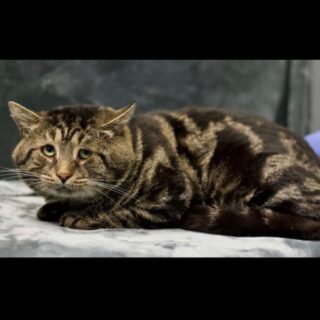 里親募集中のフィッシュトファー君