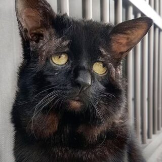 エーラス・ダンロス症候群のスシ君