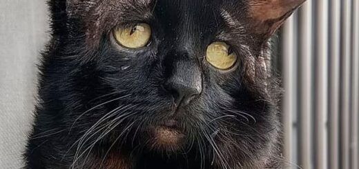 エーラス・ダンロス症候群のスシ君