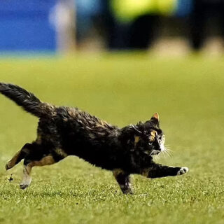 ヒルズボロ・スタジアムに乱入したトプシーちゃん