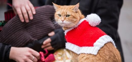 映画『ボブという名の猫2 幸せのギフト』