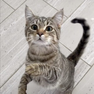 二足立ちが得意なロージーちゃん