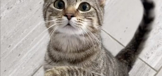 二足立ちが得意なロージーちゃん