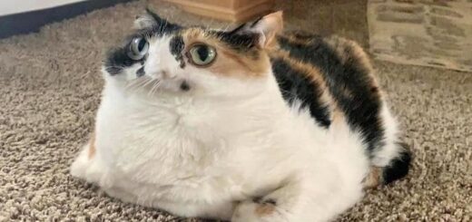 パノラマ撮影の失敗写真に写った猫