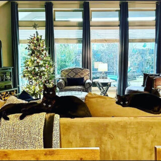 クリスマスツリー襲撃犯の3ニャン