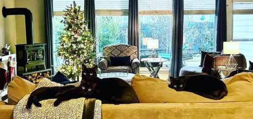 クリスマスツリー襲撃犯の3ニャン