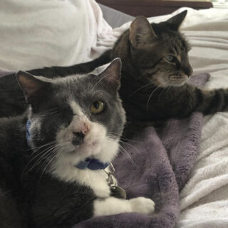 保護猫のマーベル君とオディン君