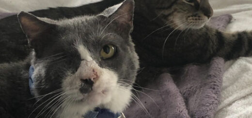 保護猫のマーベル君とオディン君