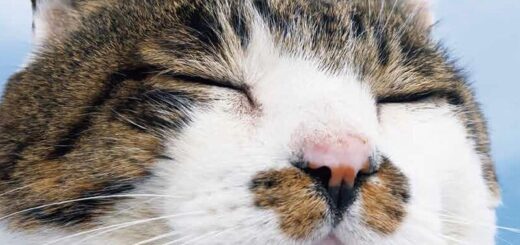 BRUTUS特別編集 増補改訂版 猫だもの。