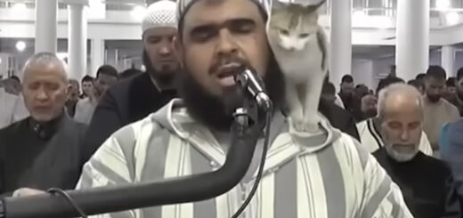 ラマダン中のモスクで導師の肩の上に乗る野良猫