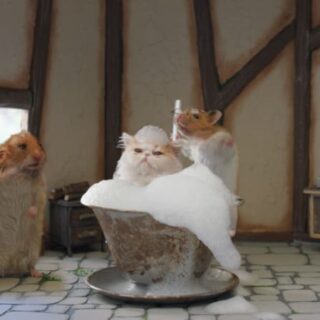 The Cat Raised by a Mouse