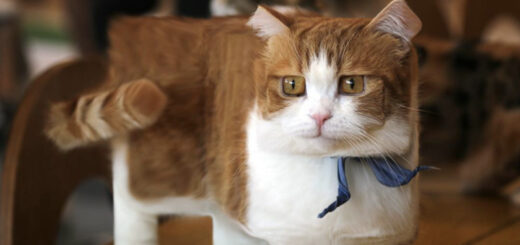 Anicube 14 by Aditya Aryanto