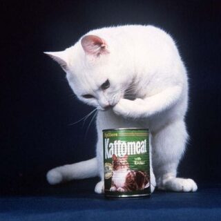 英国のキャットフード「Kattomeat」の広告で活躍した白猫アーサー
