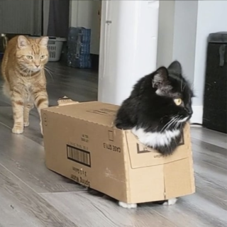 ダンボール箱を着用しているバットマン君