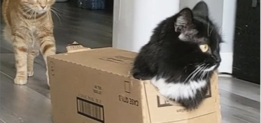 ダンボール箱を着用しているバットマン君