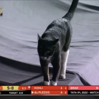 インディアンプレミアリーグ（IPL）の試合中のスタジアムに乱入した猫