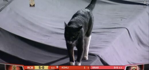 インディアンプレミアリーグ（IPL）の試合中のスタジアムに乱入した猫