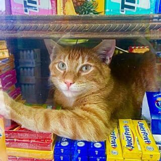 ねこねこNEWS - うち猫から世界の猫まで、ニュースなにゃんこをお届け 