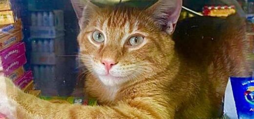 NYの看板猫、ボデガ・キャット