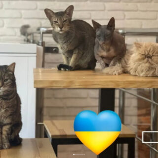 リヴィウ州の猫カフェ「Cat Cafe Liviv」のねこ従業員たち