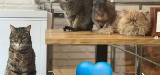 リヴィウ州の猫カフェ「Cat Cafe Liviv」のねこ従業員たち